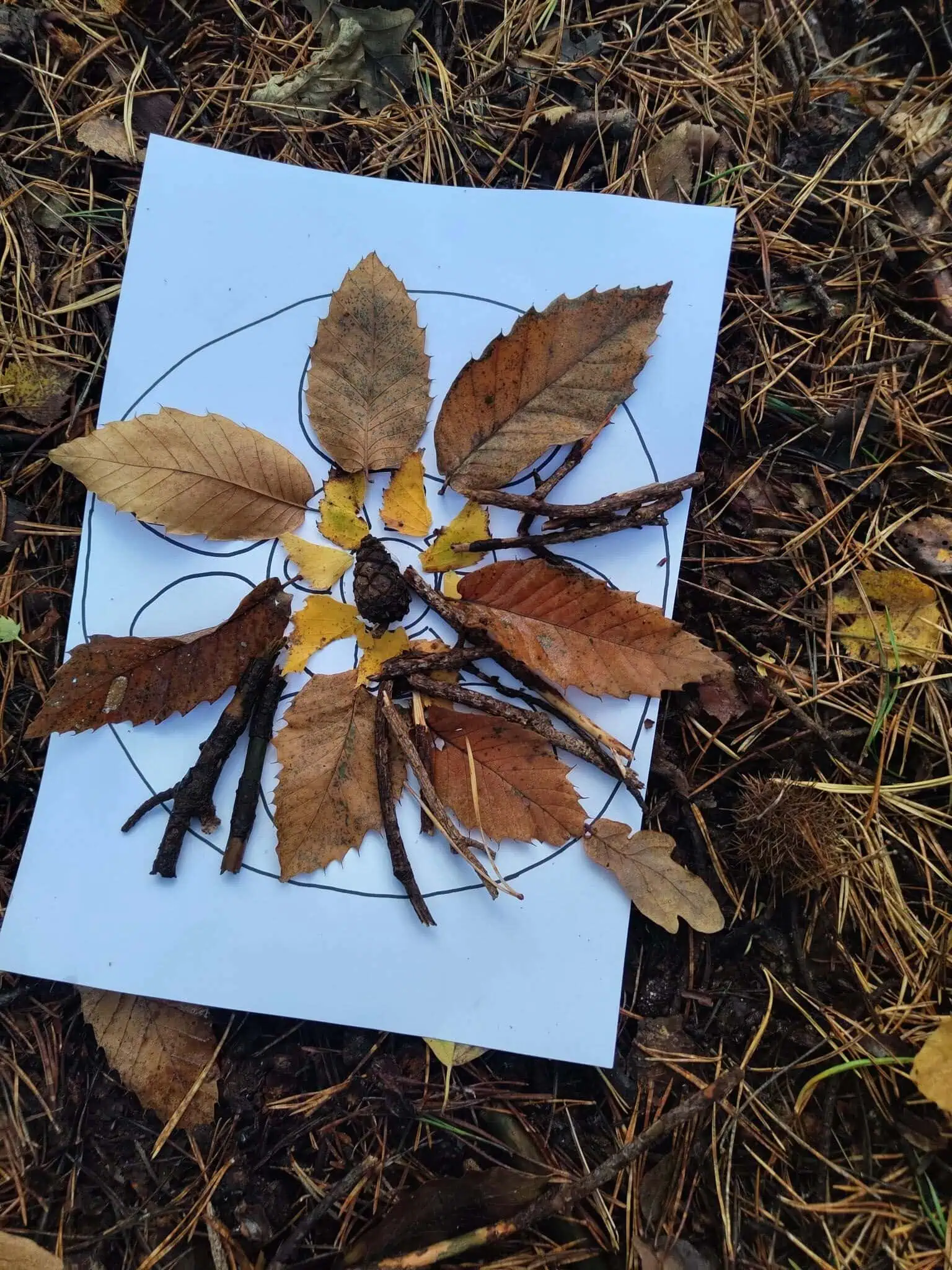 Rangoli_Pattern_4 Colorful autumn leaves and twigs arranged on a white paper with an outline of a butterfly, exploring nature and seasonal activities at Monkey Puzzle Day Nursery & Preschool Lightwater.